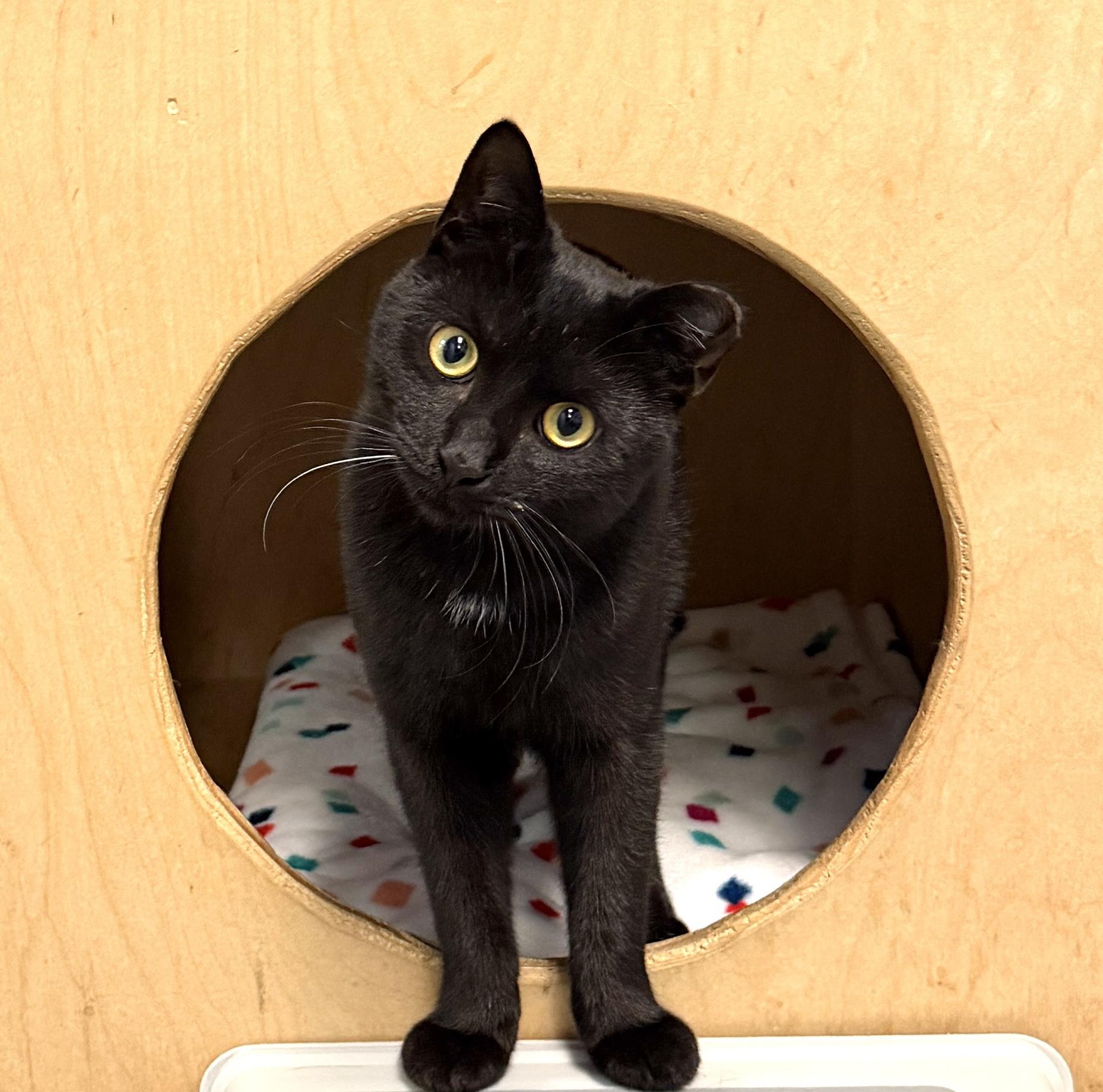 Enlarge Osbourne, a ADOPTABLE Domestic Short Hair in Wantagh, NY image 1/2