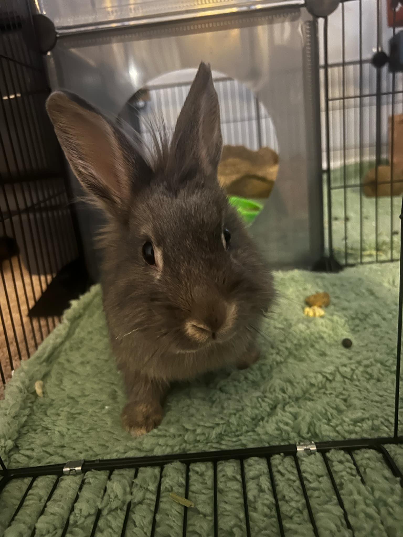 Winnie, Adoptable, Adult Female Lionhead.
