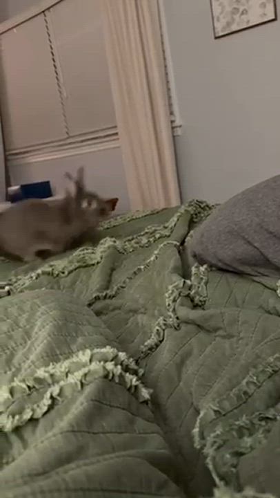 Enlarge Winnie, a Adoptable Lionhead in Westerville, OH video 2/6