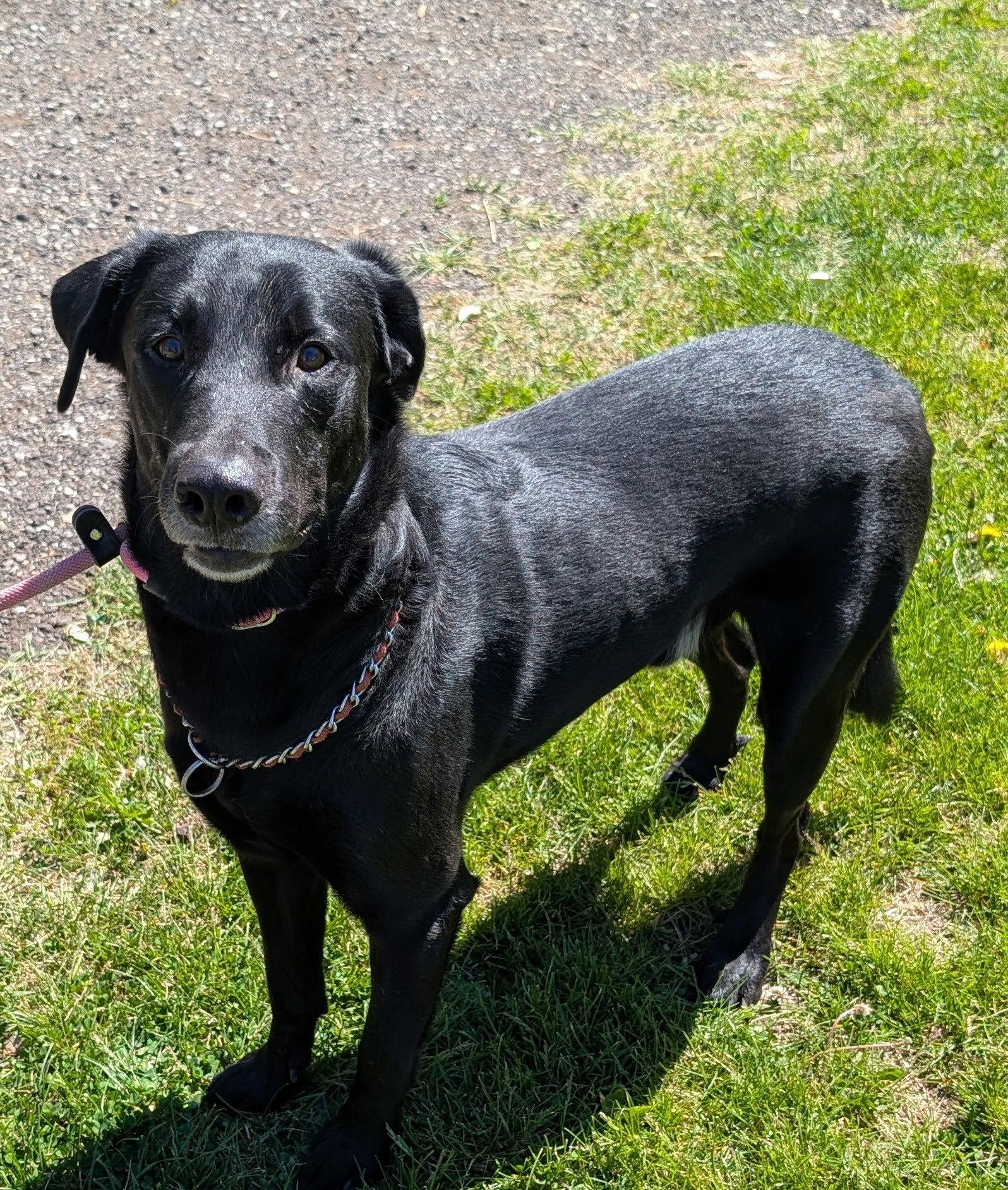 Gizmo, Adoptable, Adult Male Labrador Retriever & Shepherd.