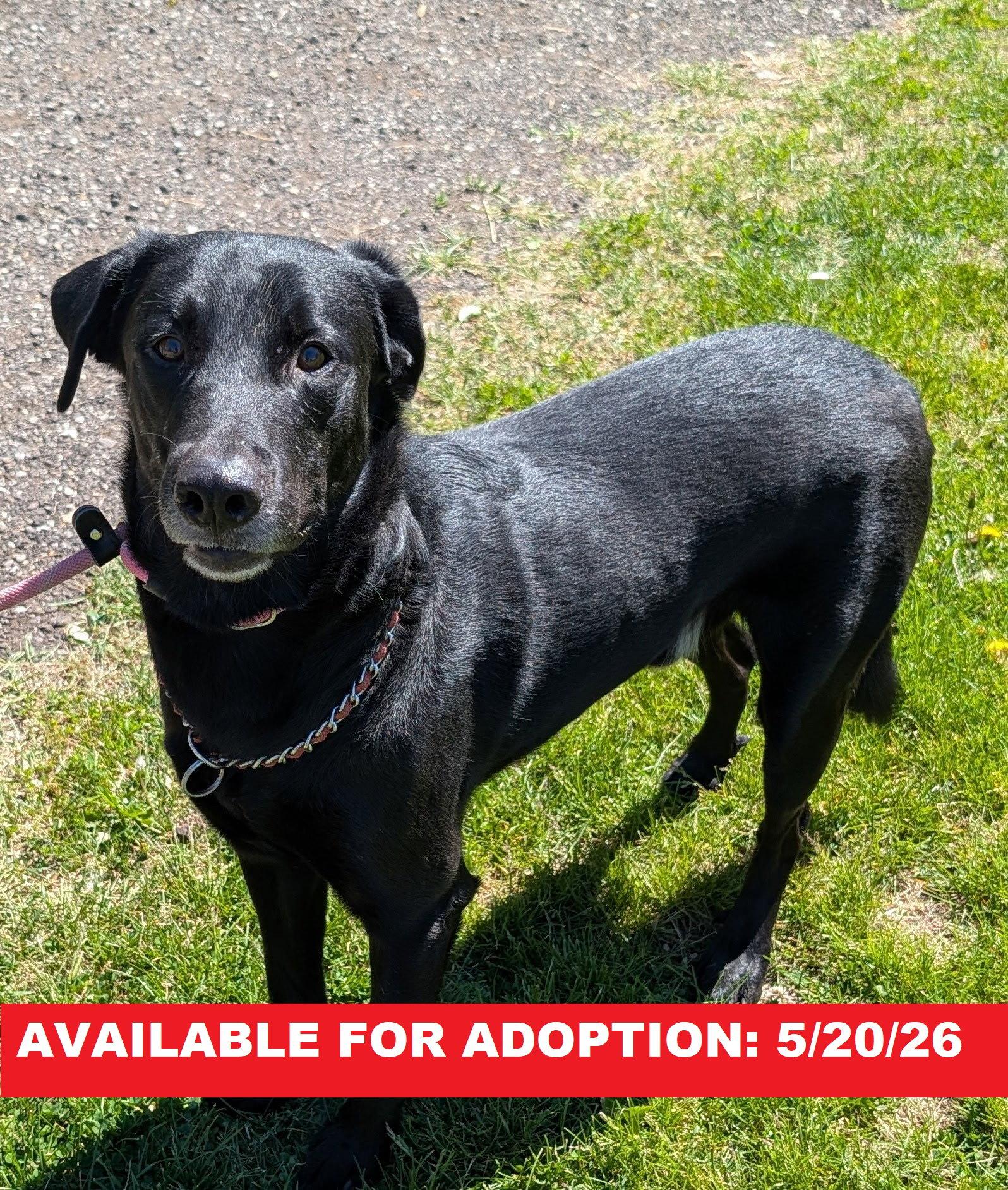 Enlarge Gizmo, a Adoptable mixed breed in Williamsburg, IA image 2/2