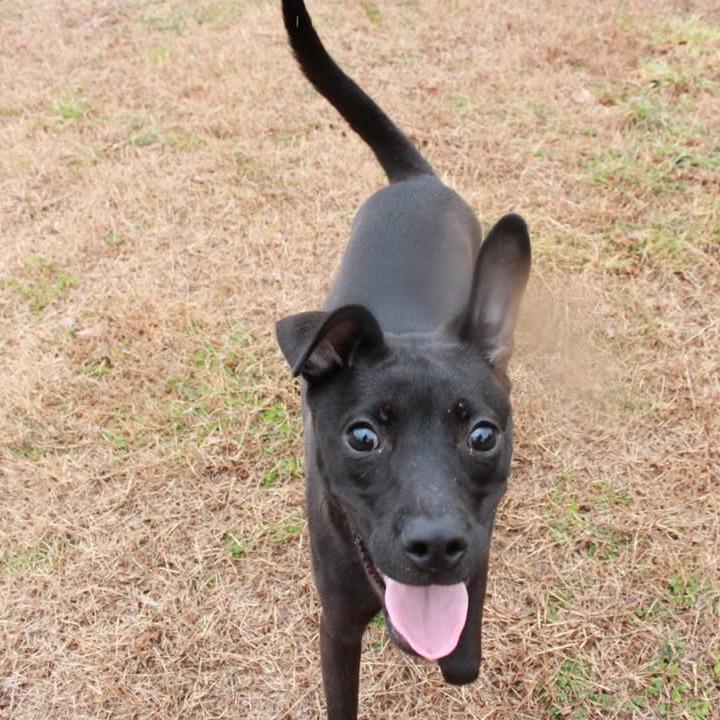 Zeke, Adoptable, Young Male Black Labrador Retriever & Mixed Breed.