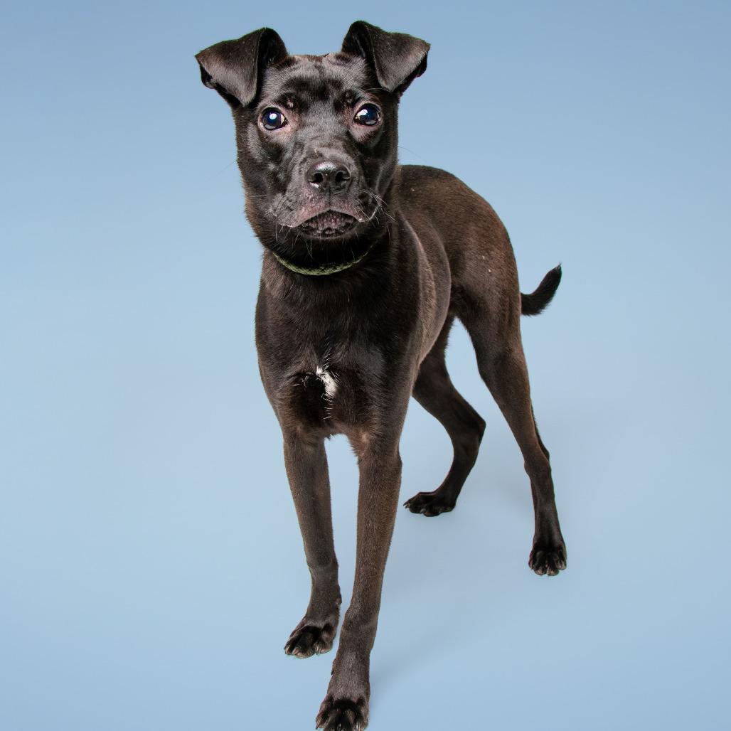 Enlarge Zeke, a Adoptable mixed breed in Jefferson city, TN image 2/6