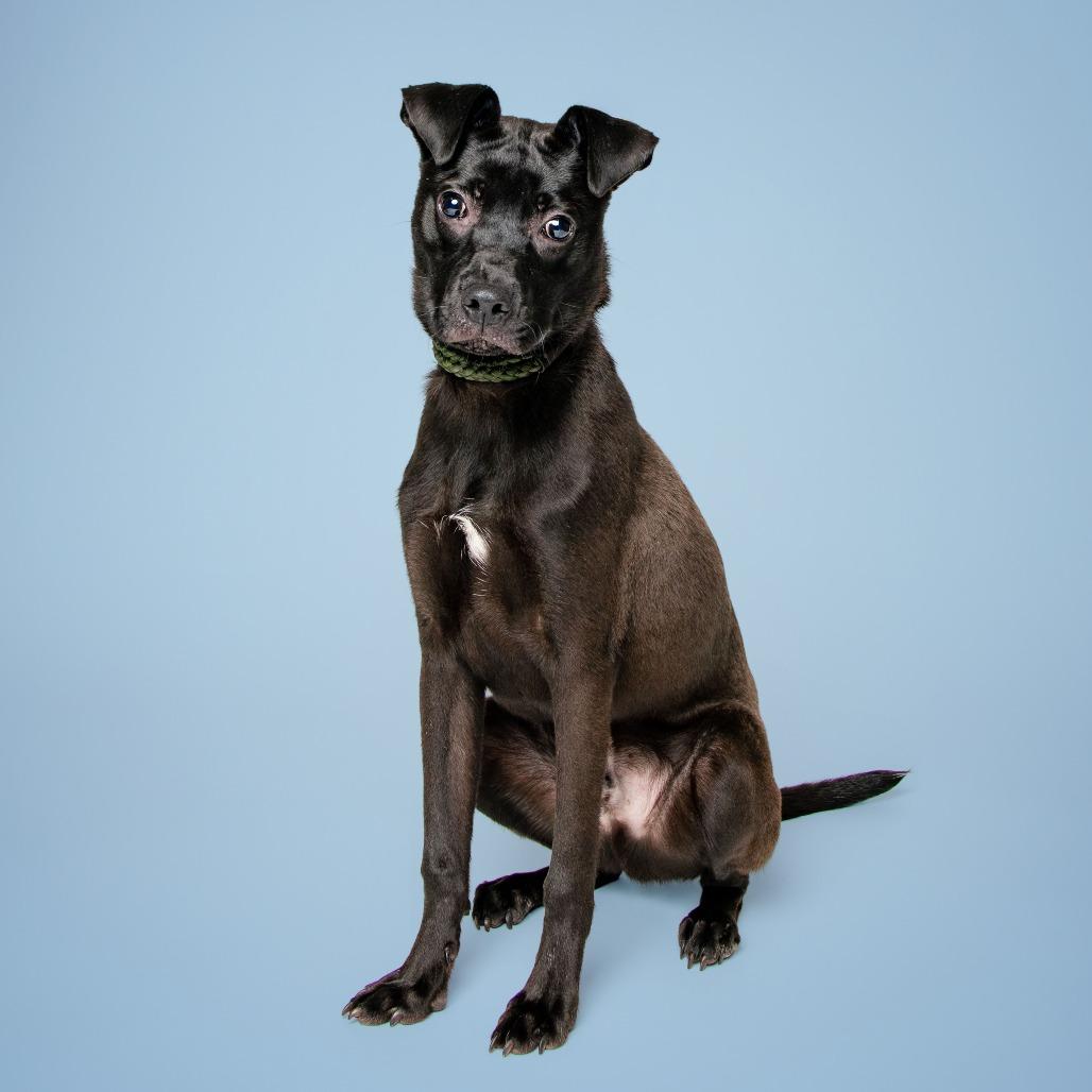 Enlarge Zeke, a Adoptable mixed breed in Jefferson city, TN image 5/6