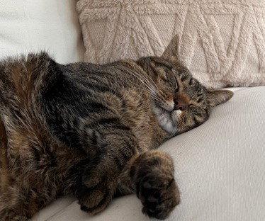 Taz Courtesy Listing, a Adoptable Maine Coon in Absecon, NJ image 1/3