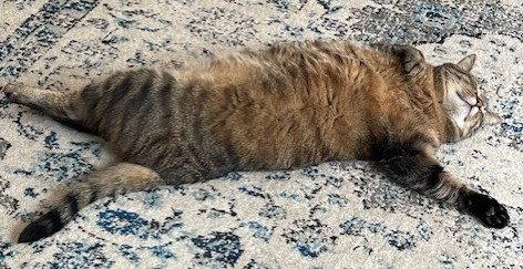 Taz Courtesy Listing, a Adoptable Maine Coon in Absecon, NJ image 3/3