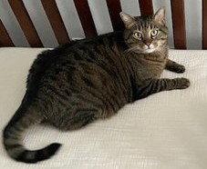 Taz Courtesy Listing, a Adoptable Maine Coon in Absecon, NJ image 3/3
