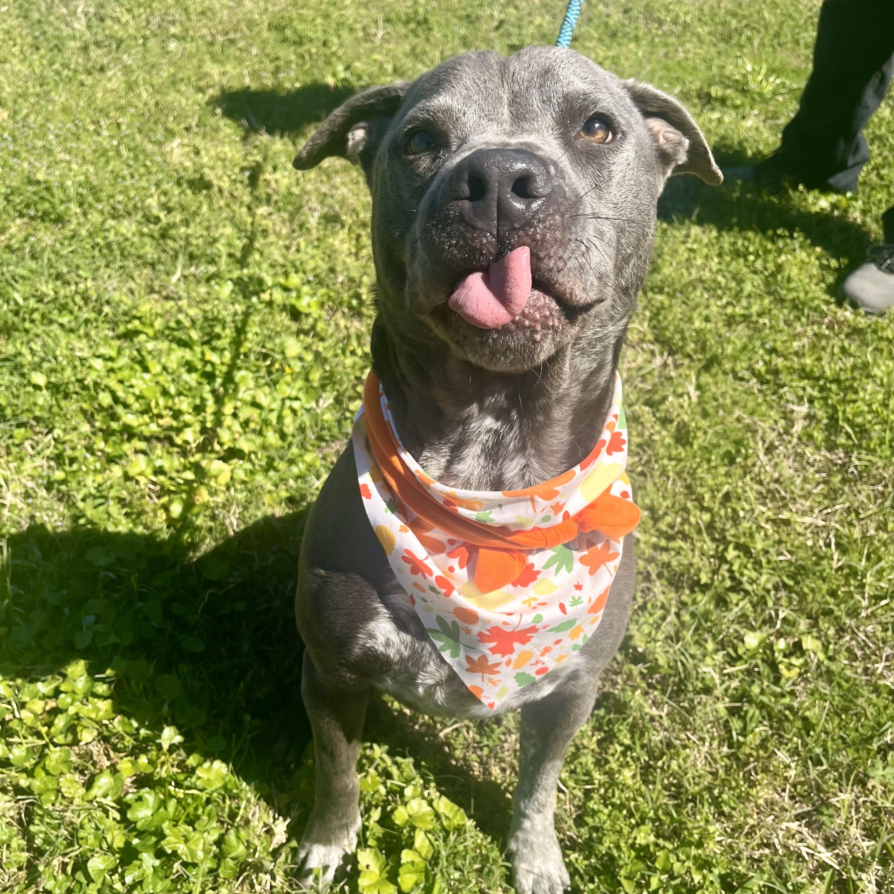 Gator — thumbnail 3