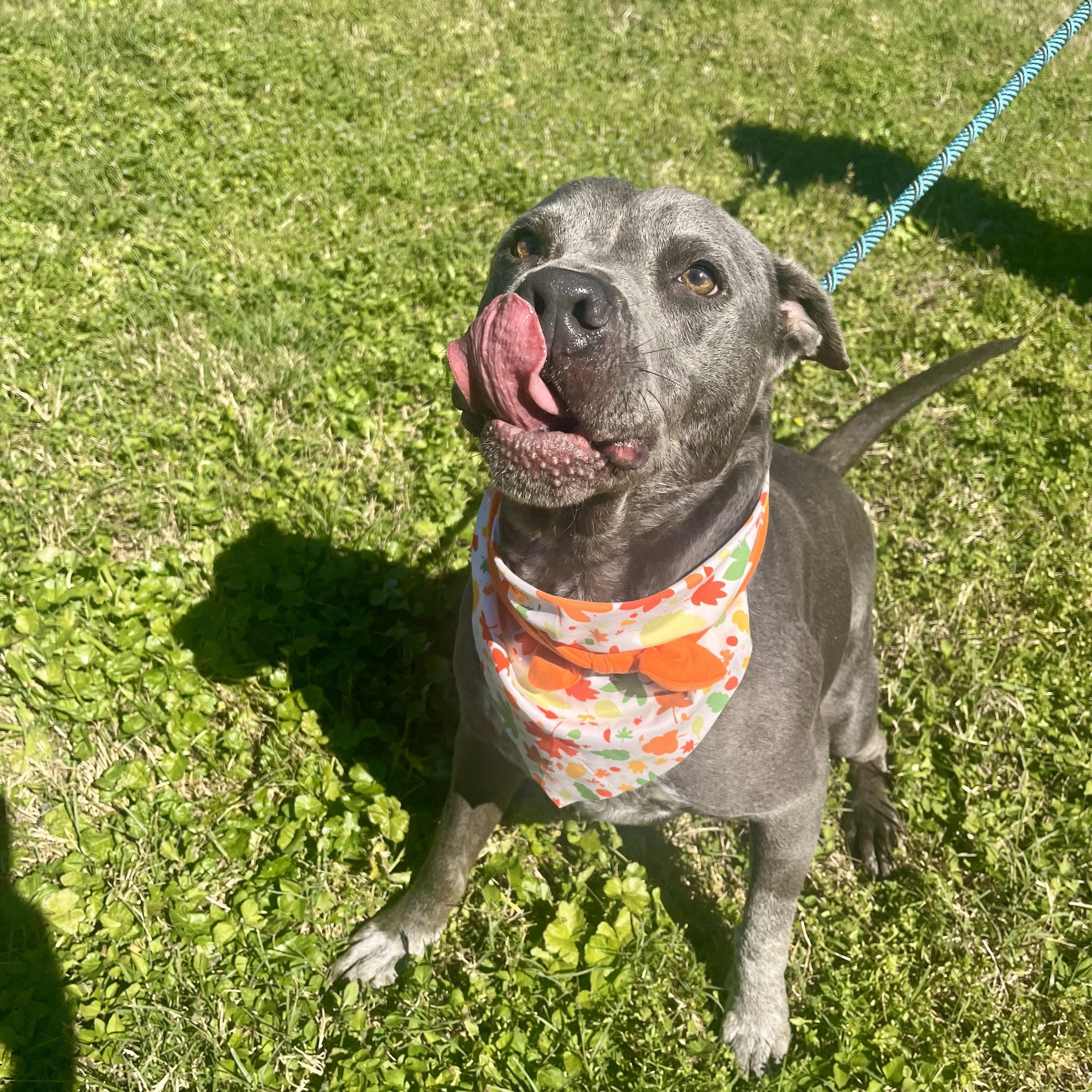 Gator — thumbnail 5