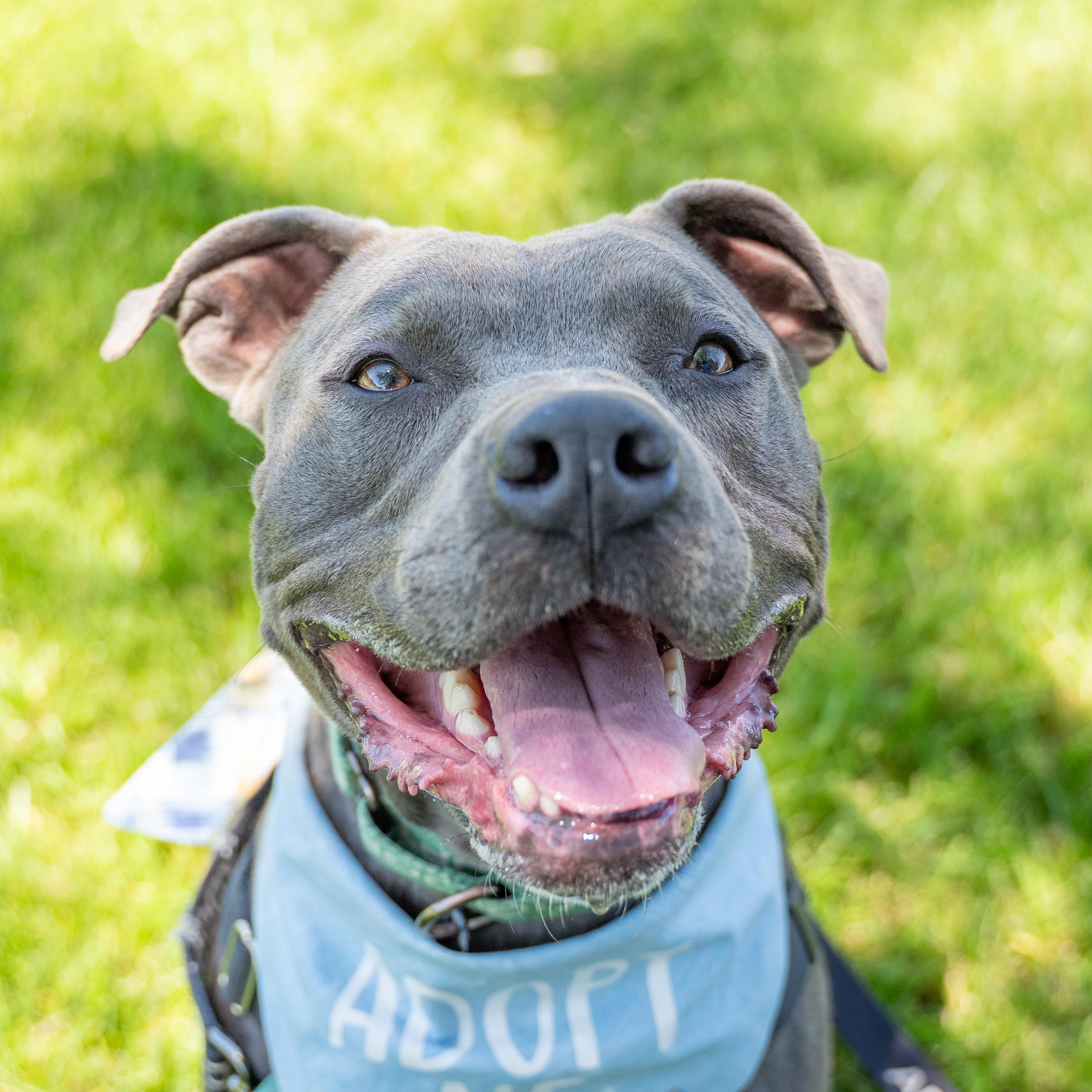 Enlarge Bear, a Adoptable Pit Bull Terrier in Dillsburg, PA image 1/5
