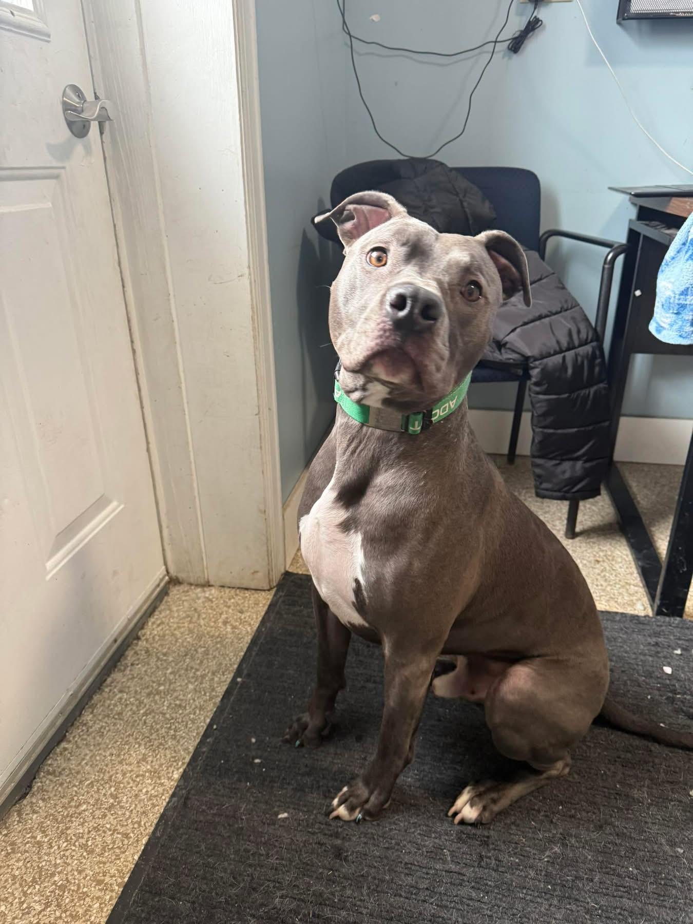 Enlarge Bear, a Adoptable Pit Bull Terrier in Dillsburg, PA image 2/6