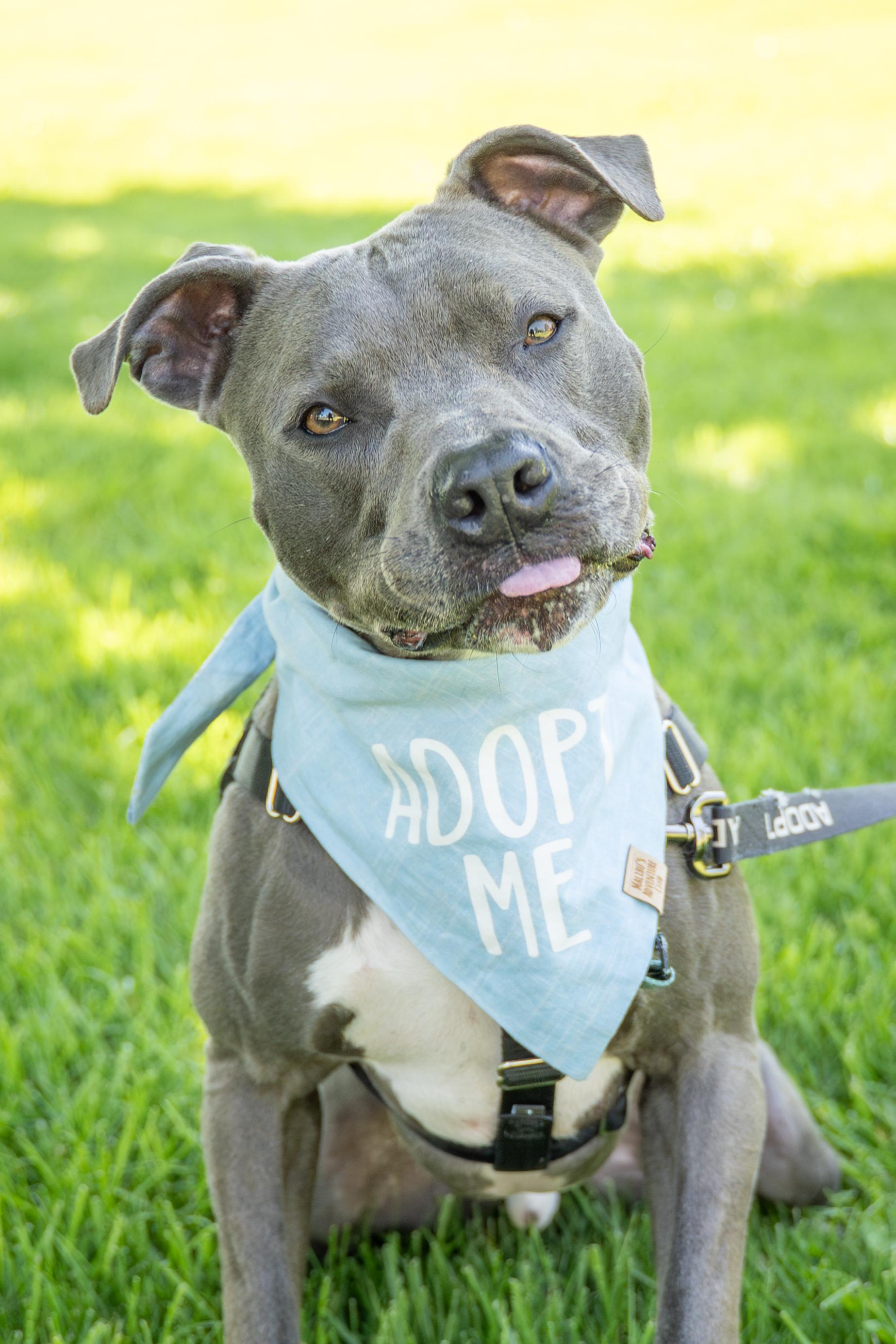 Enlarge Bear, a Adoptable Pit Bull Terrier in Dillsburg, PA image 2/5