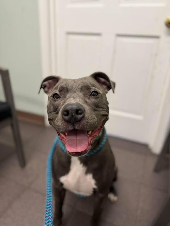 Enlarge Bear, a Adoptable Pit Bull Terrier in Dillsburg, PA image 3/6