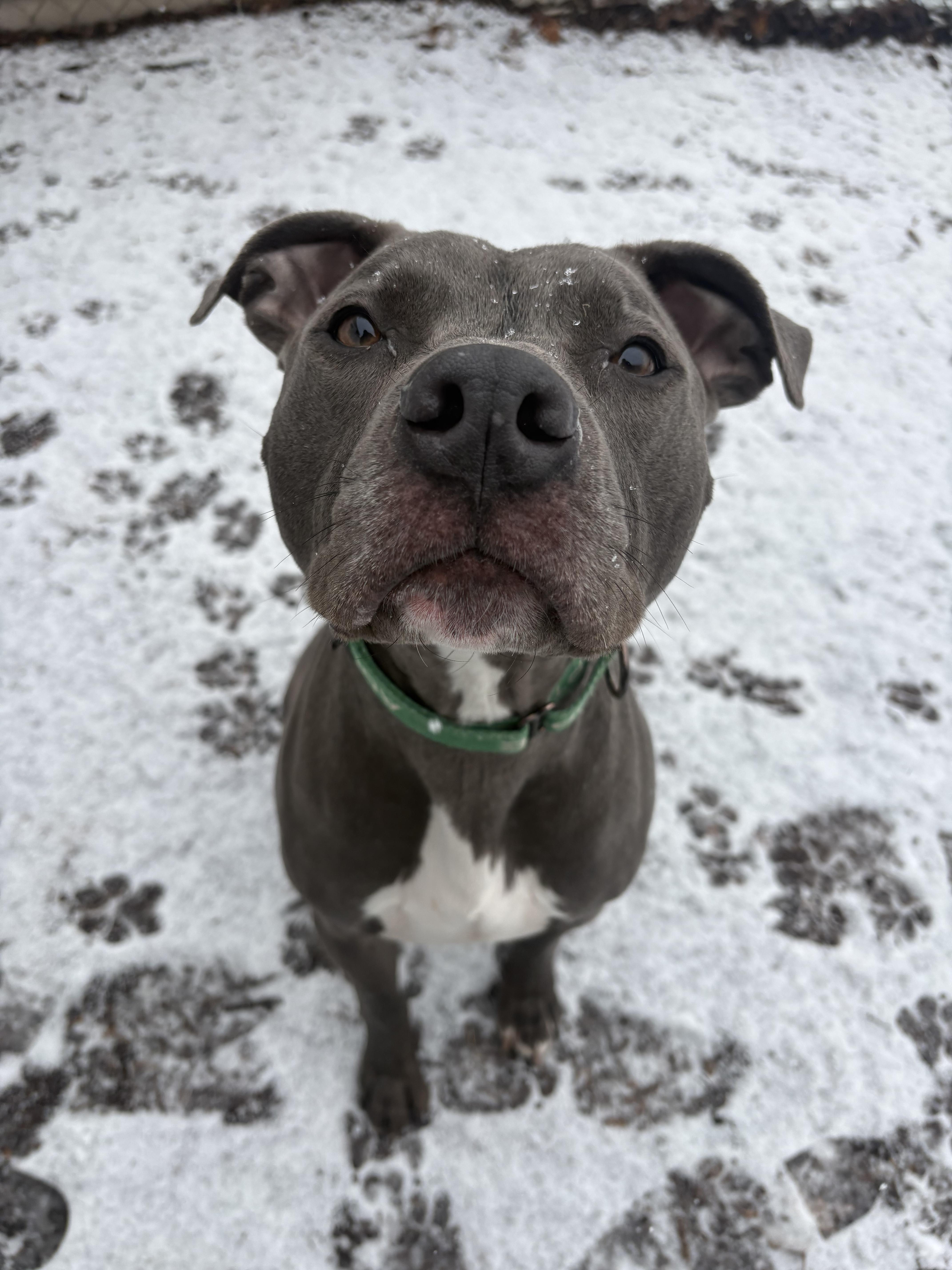 Enlarge Bear, a Adoptable Pit Bull Terrier in Dillsburg, PA image 4/6
