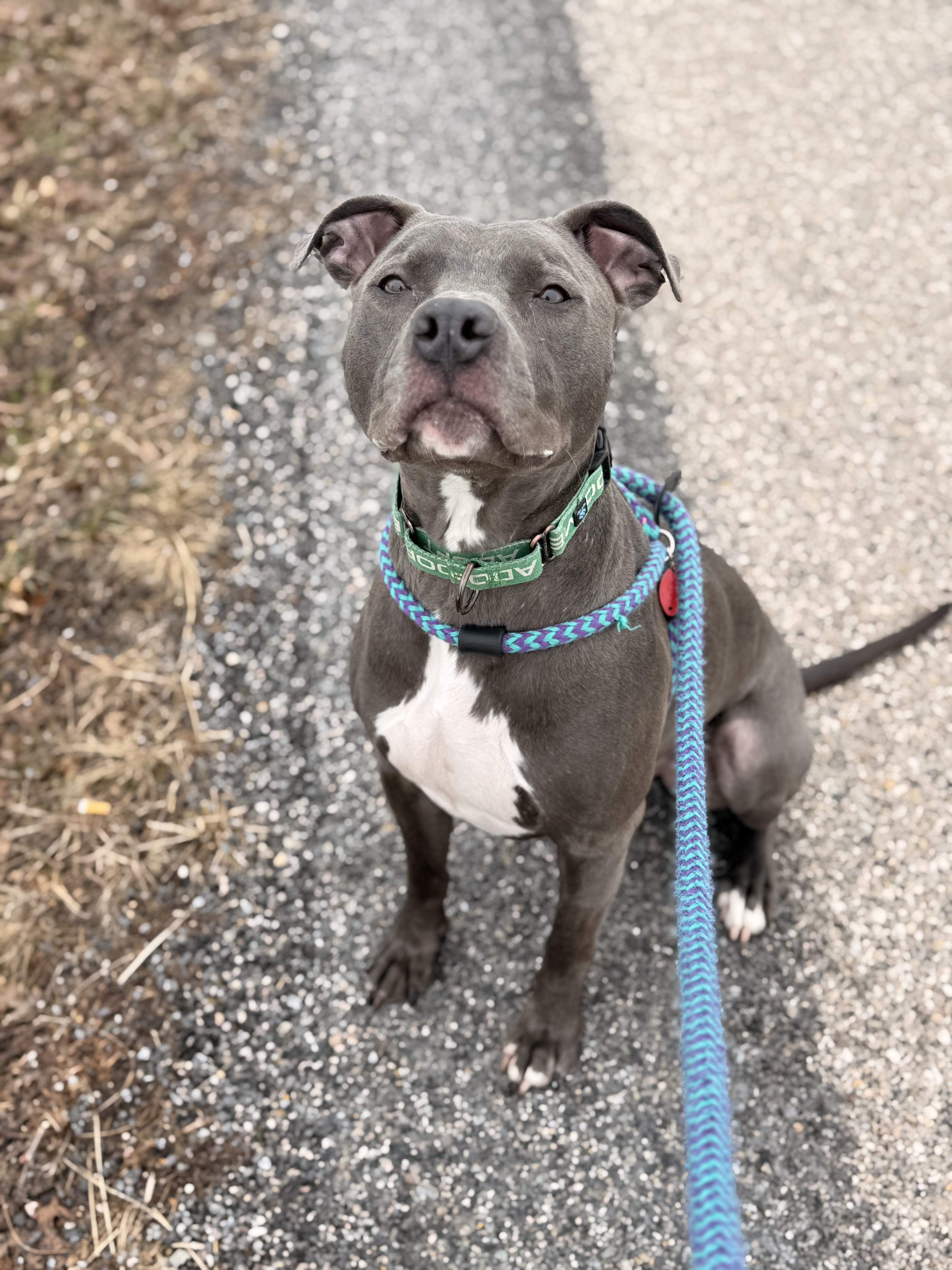 Enlarge Bear, a Adoptable Pit Bull Terrier in Dillsburg, PA image 5/6