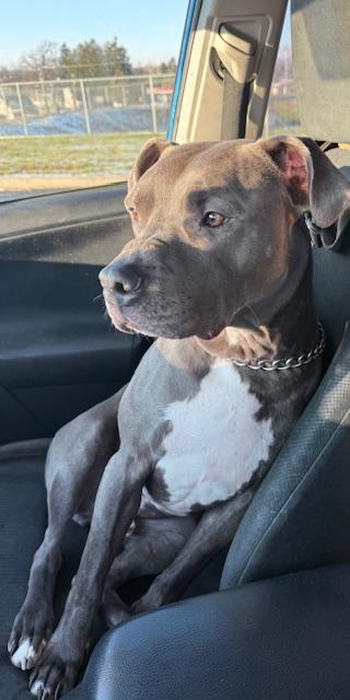 Enlarge Bear, a Adoptable Pit Bull Terrier in Dillsburg, PA image 6/6