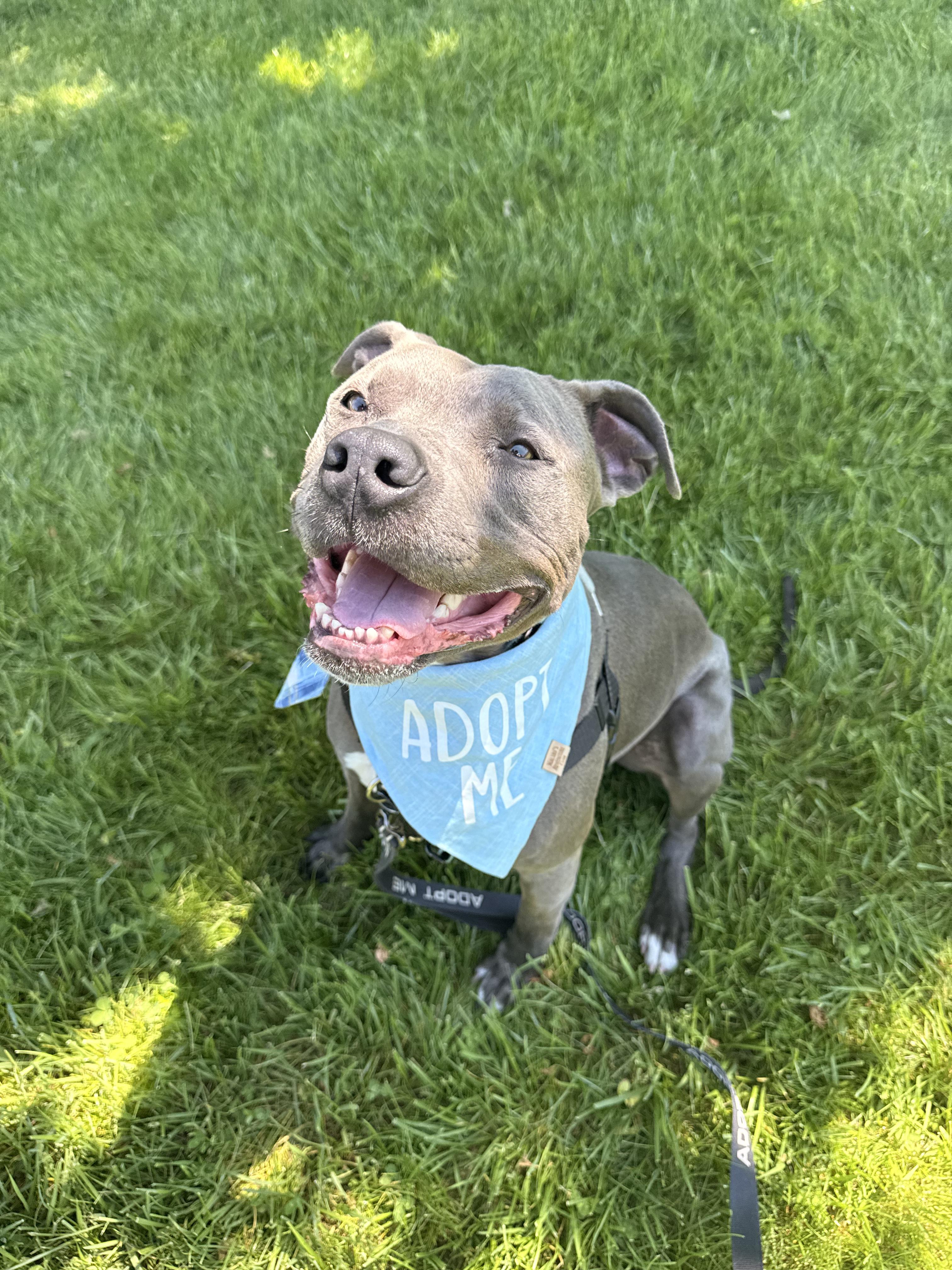 Enlarge Bear, a Adoptable Pit Bull Terrier in Dillsburg, PA image 5/5