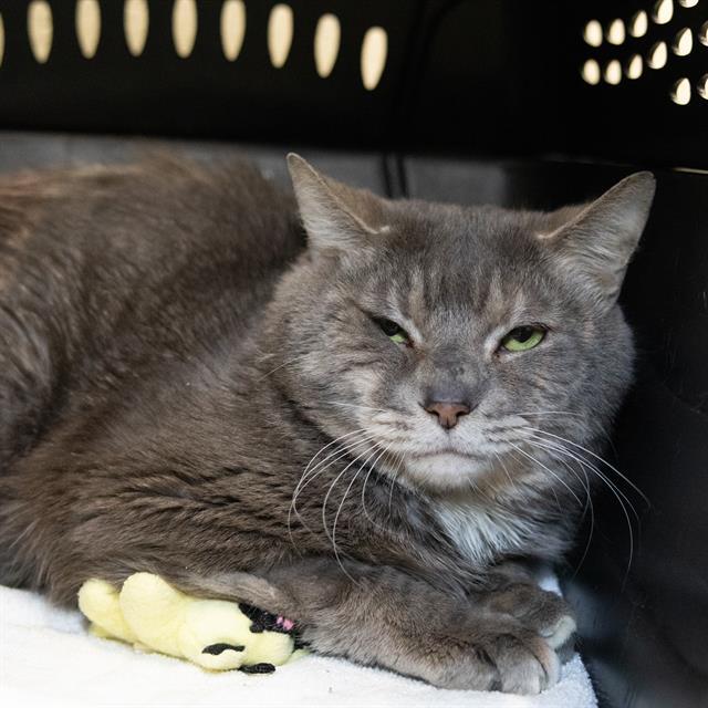 ZORRO, Adoptable, Adult Male Domestic Short Hair.
