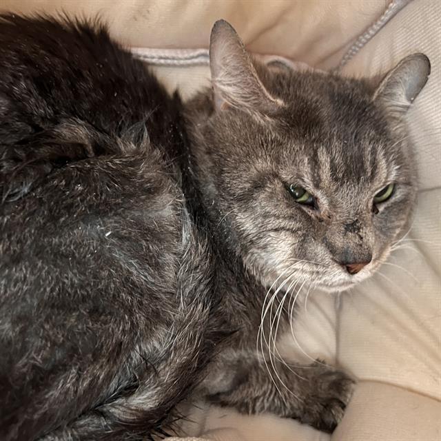 Enlarge ZORRO, a Adoptable Domestic Short Hair in Methuen, MA image 1/1