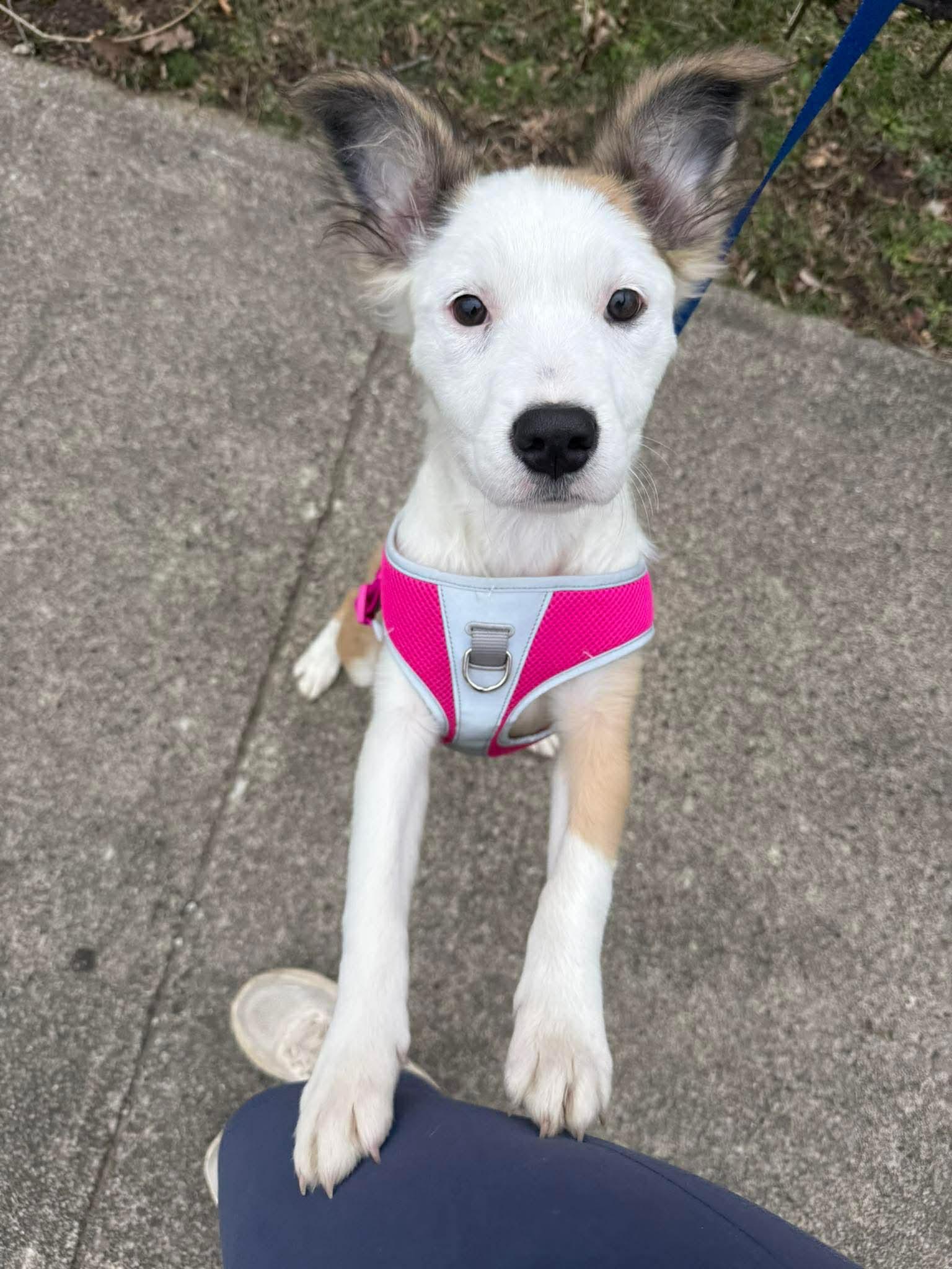 Evelyn, Adoptable, Young Female Border Collie.