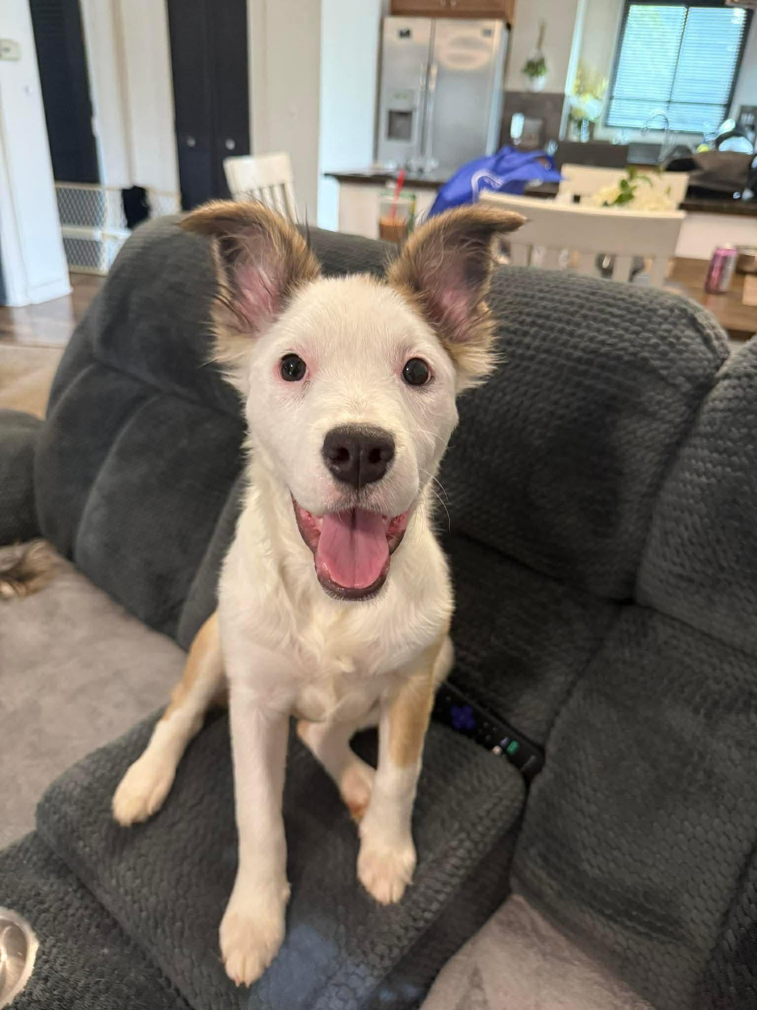 Enlarge Evelyn, a Adoptable Border Collie in Springville, NY image 2/3
