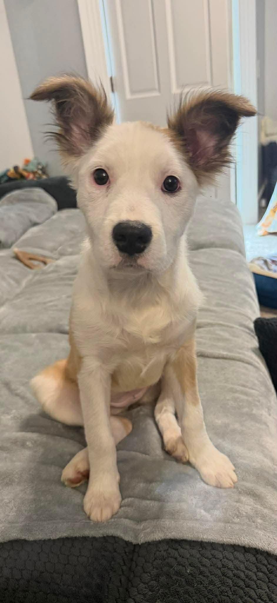 Enlarge Evelyn, a Adoptable Border Collie in Springville, NY image 3/3