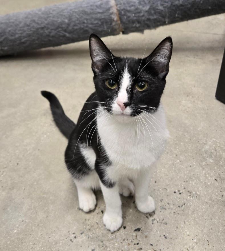 McAllister, ADOPTABLE, Young Male Domestic Short Hair.