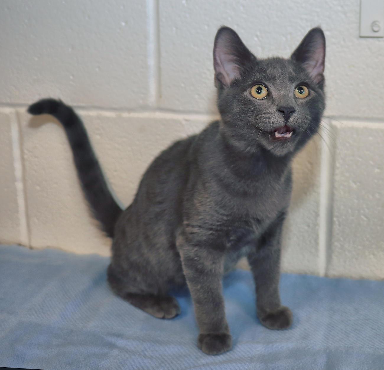 Enlarge Bruce Wayne, a Adoptable mixed breed in Euclid, OH image 4/5