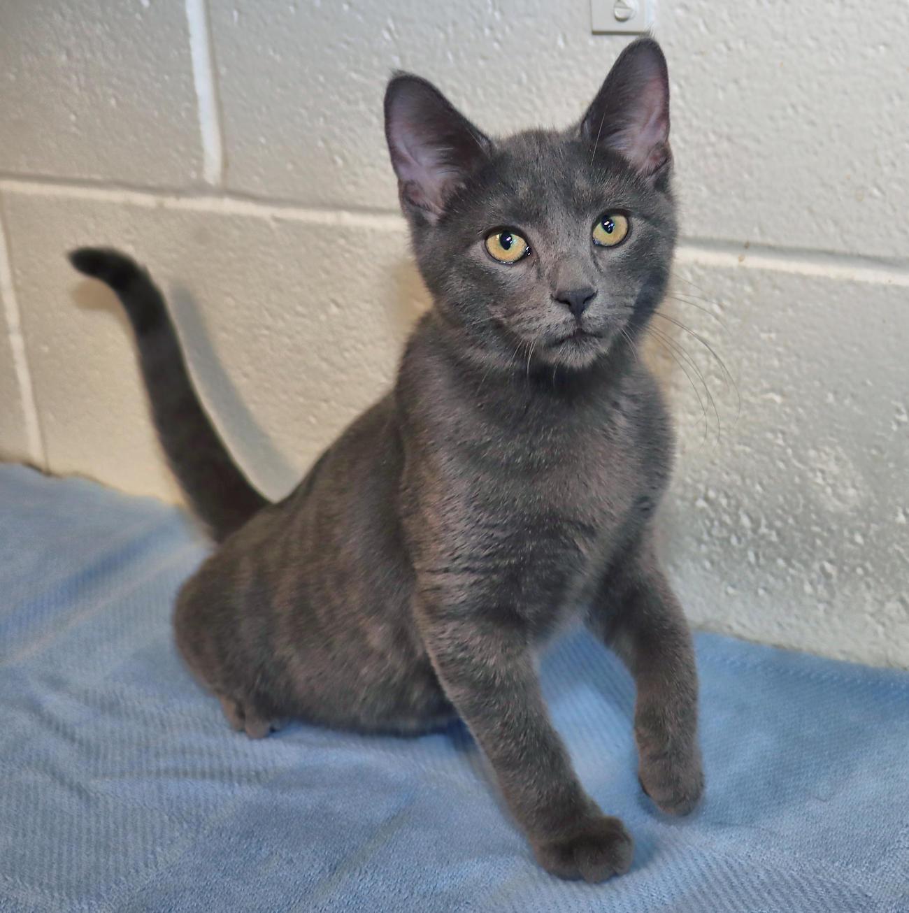 Enlarge Bruce Wayne, a Adoptable mixed breed in Euclid, OH image 5/5