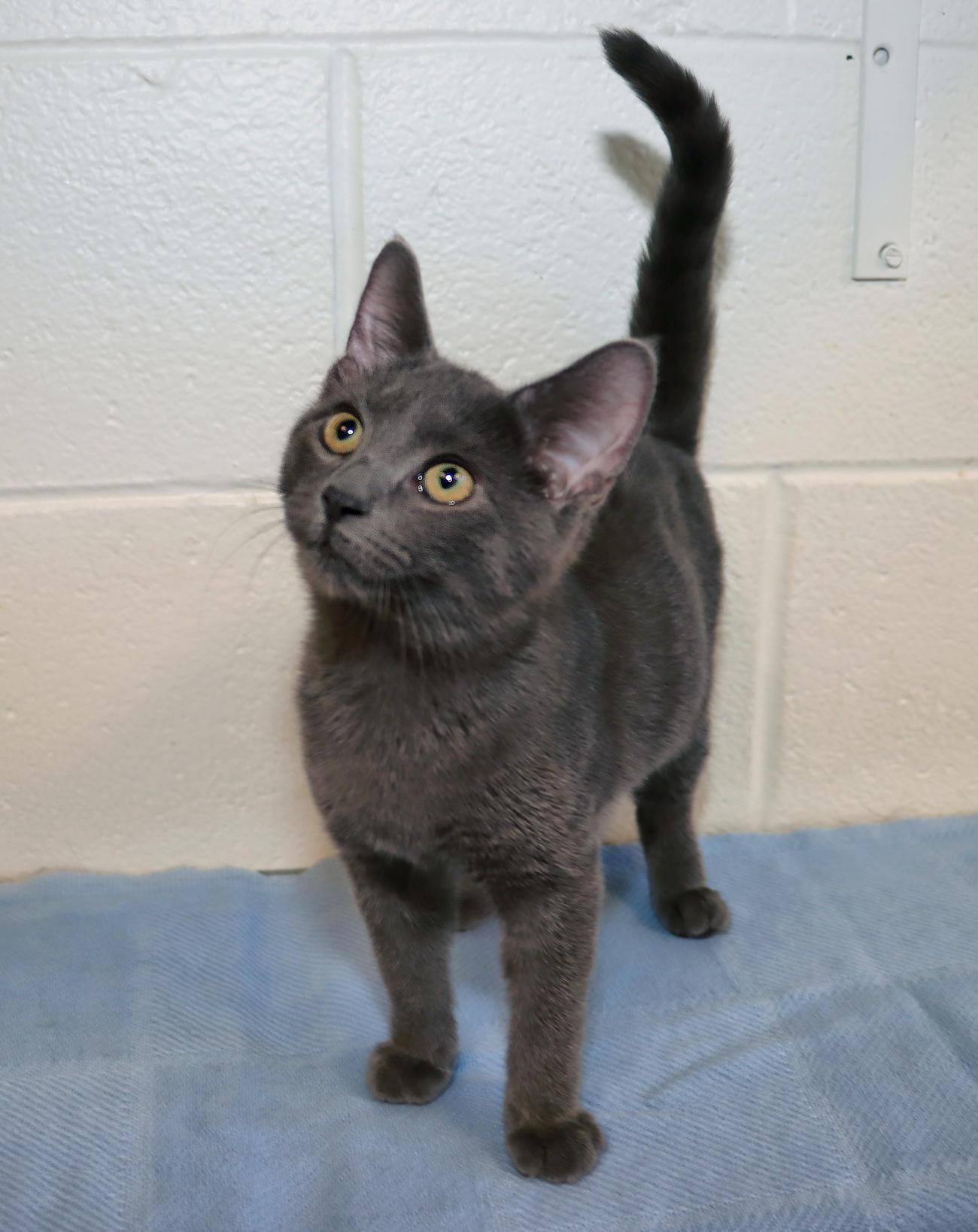 Enlarge Bruce Wayne, a Adoptable mixed breed in Euclid, OH image 3/5