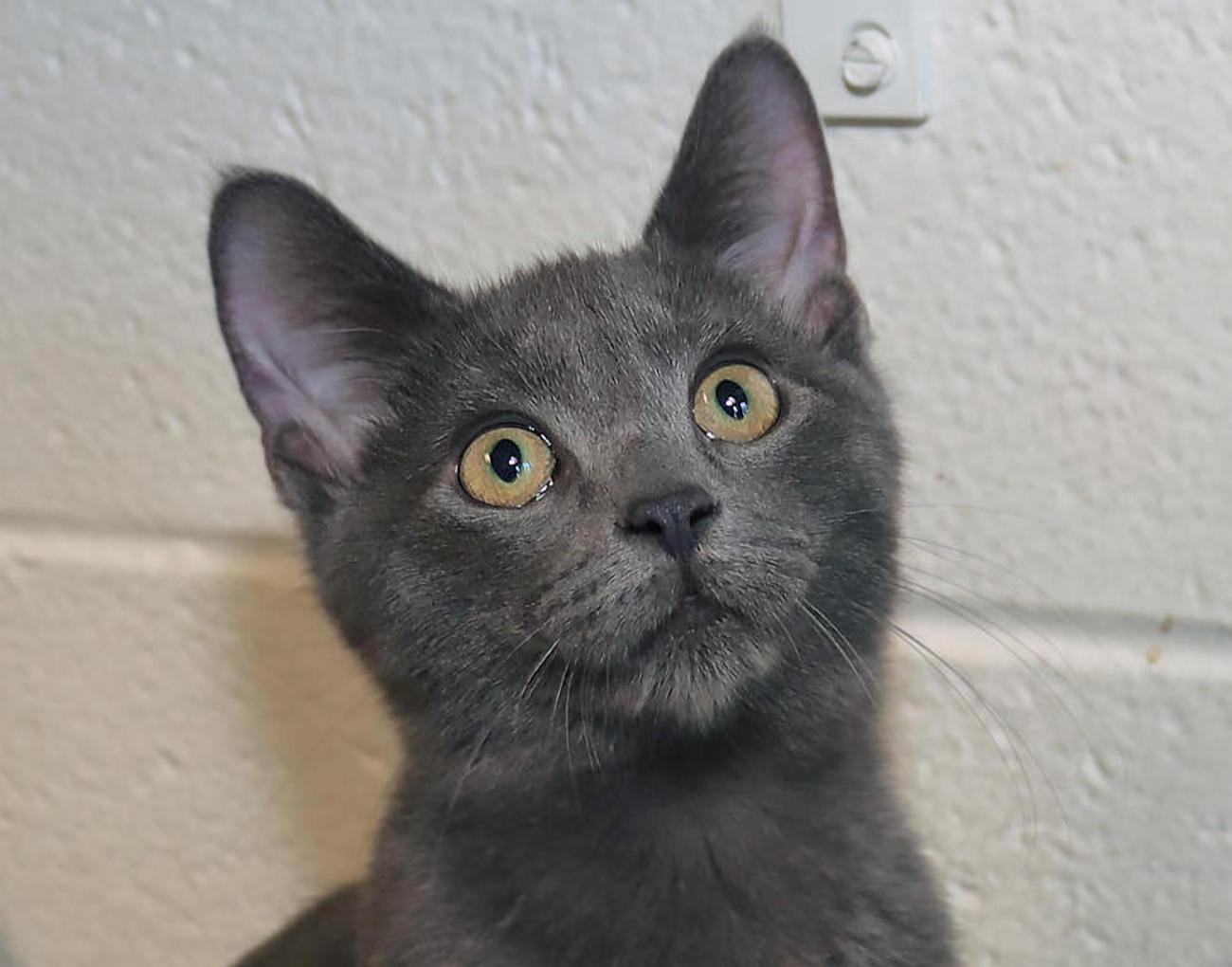Enlarge Bruce Wayne, a Adoptable mixed breed in Euclid, OH image 1/5