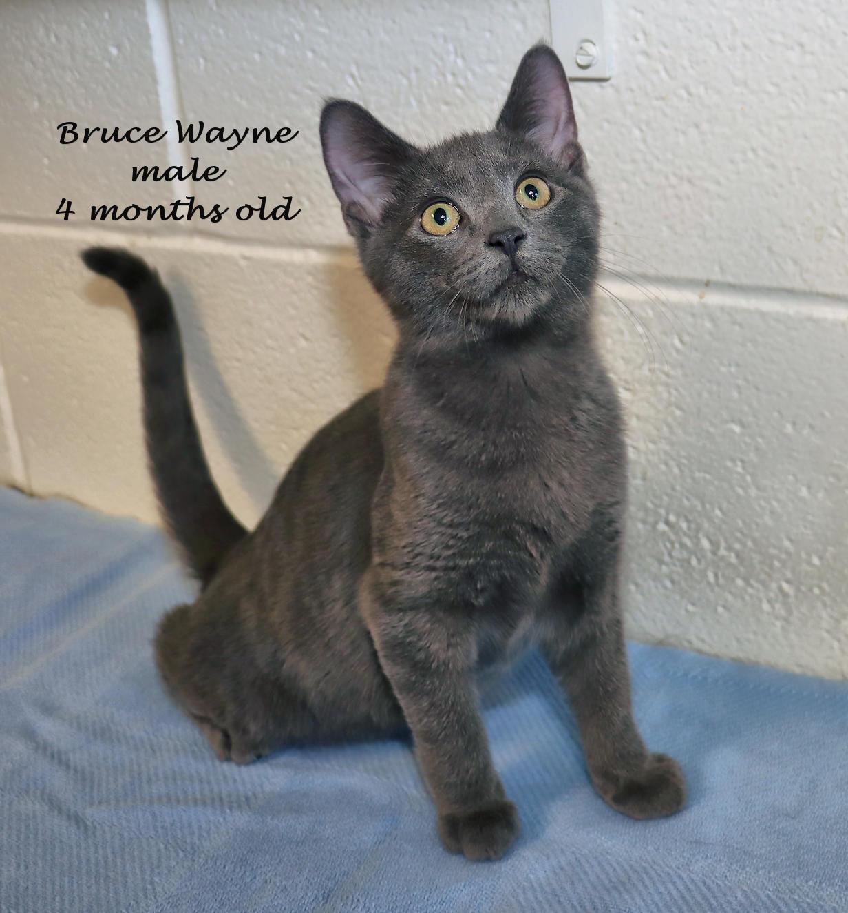 Enlarge Bruce Wayne, a Adoptable mixed breed in Euclid, OH image 2/5