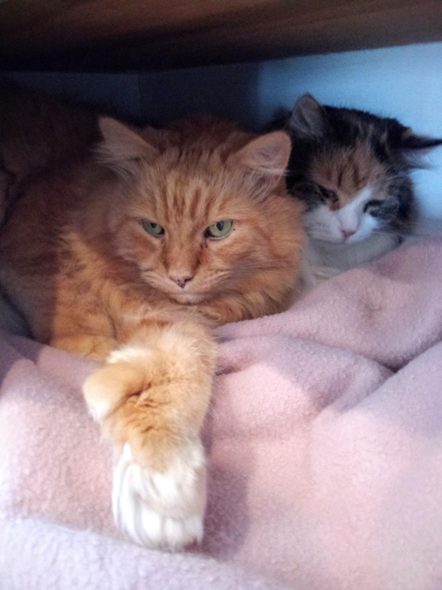 Enlarge Sequoia (Colony Cat CC), a Adoptable Domestic Long Hair in Wells, ME image 2/4