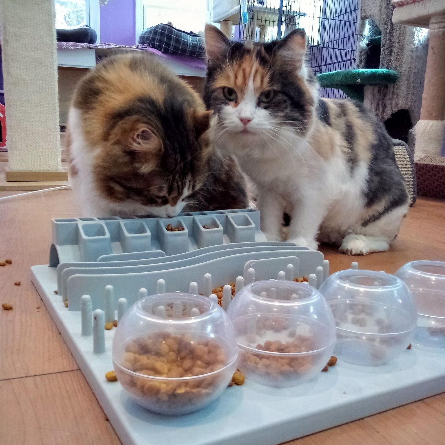 Enlarge Sequoia (Colony Cat CC), a Adoptable Domestic Long Hair in Wells, ME image 3/4