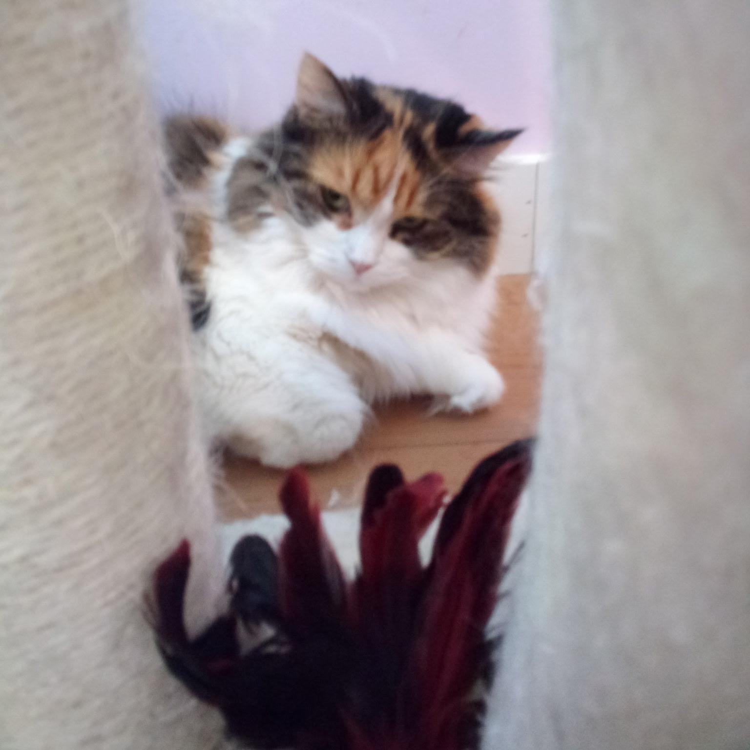 Enlarge Sequoia (Colony Cat CC), a Adoptable Domestic Long Hair in Wells, ME image 4/4