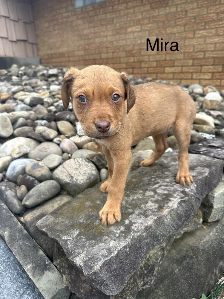 Enlarge Mira, a Adoptable mixed breed in Irwin, PA image 1/2