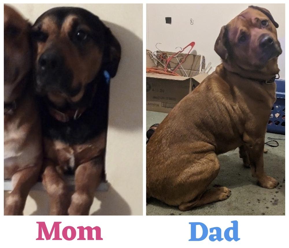 Enlarge Mira, a Adoptable mixed breed in Irwin, PA image 2/2