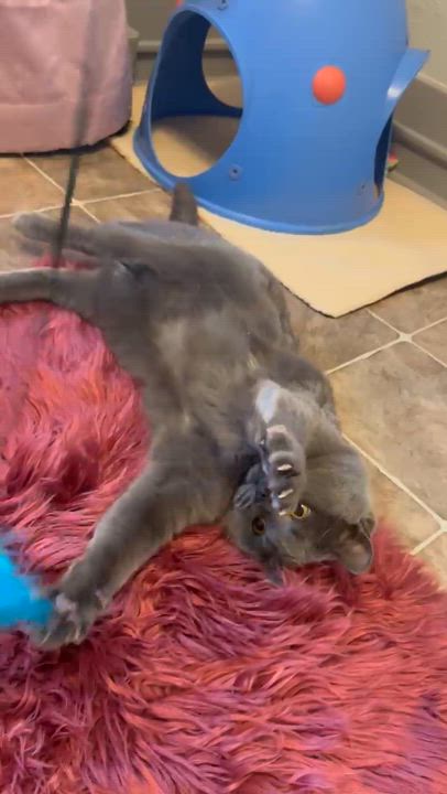 Enlarge Precious , a ADOPTABLE mixed breed in Austintown, OH video 3/4