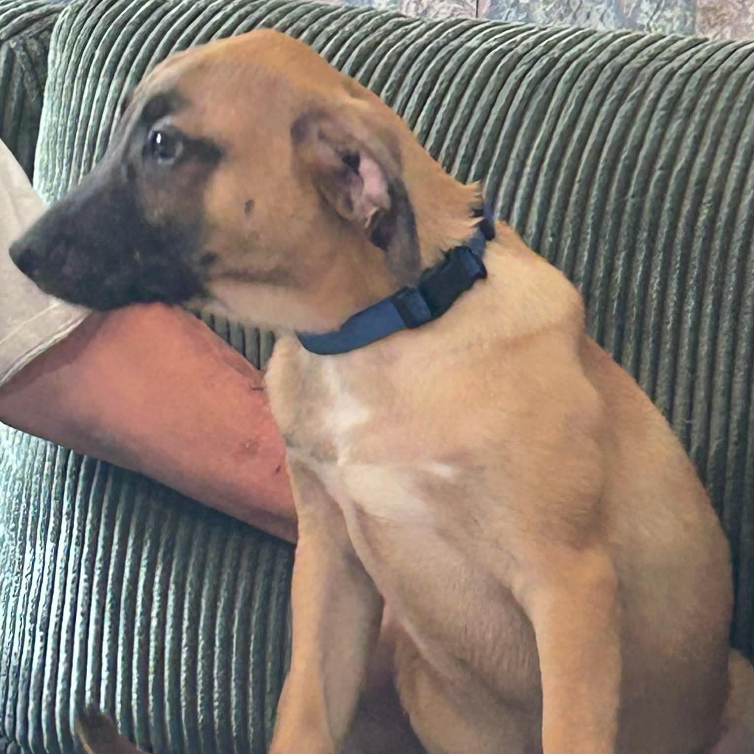 Rooster, ADOPTABLE, Puppy Male Mixed Breed.