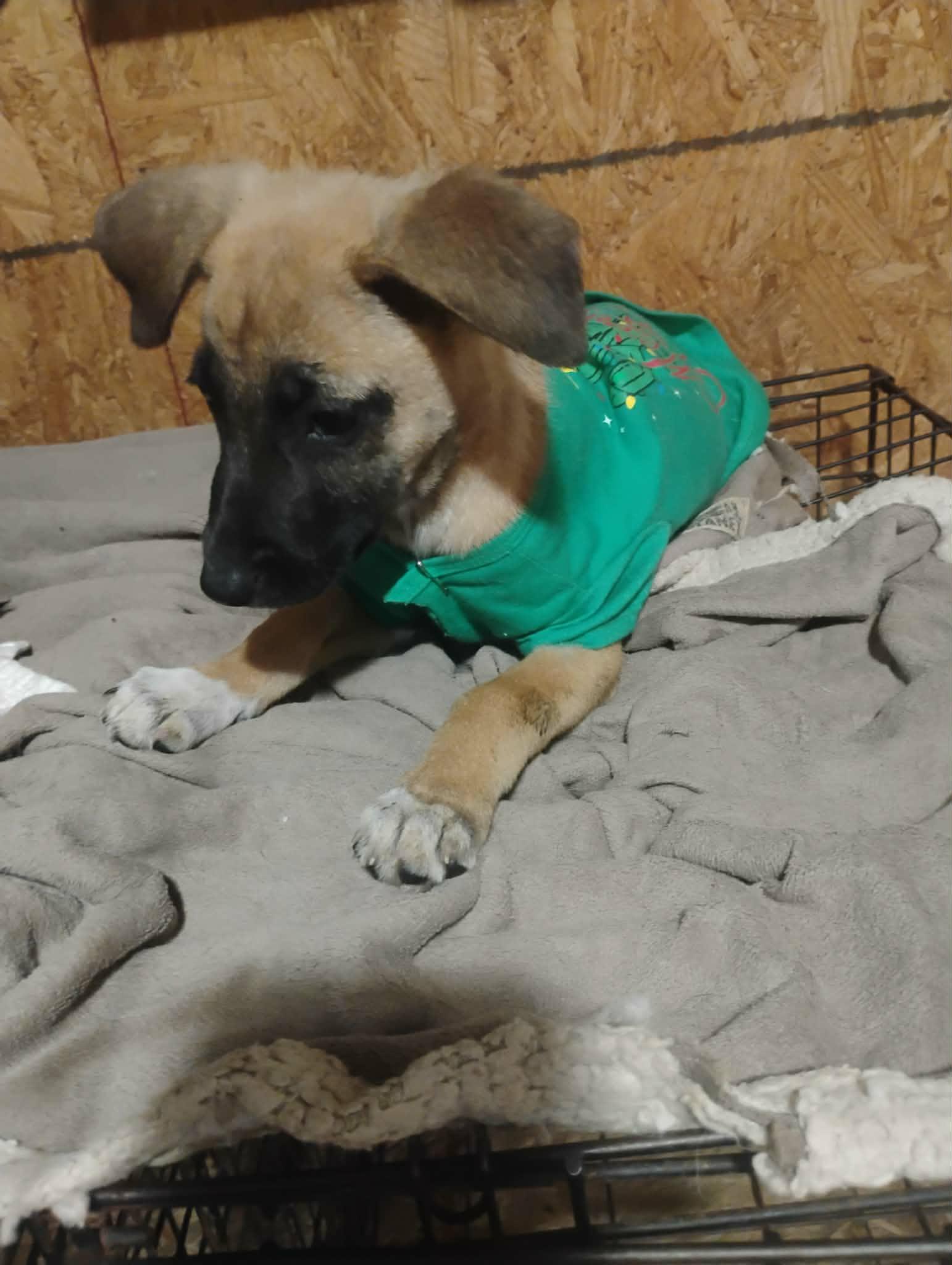 Rooster, a ADOPTABLE mixed breed in Paramus, NJ image 6/6