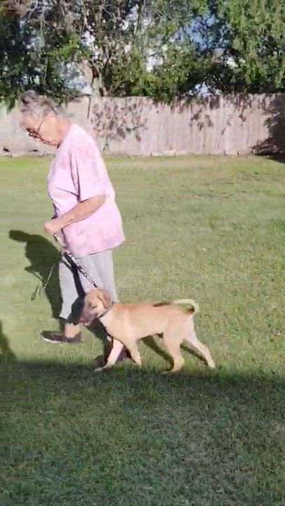 Enlarge Rooster, a ADOPTABLE mixed breed in Paramus, NJ video 2/6
