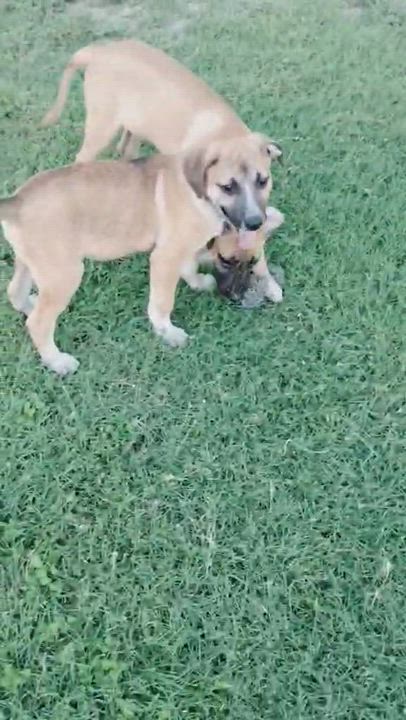 Enlarge Rooster, a ADOPTABLE mixed breed in Paramus, NJ video 3/6