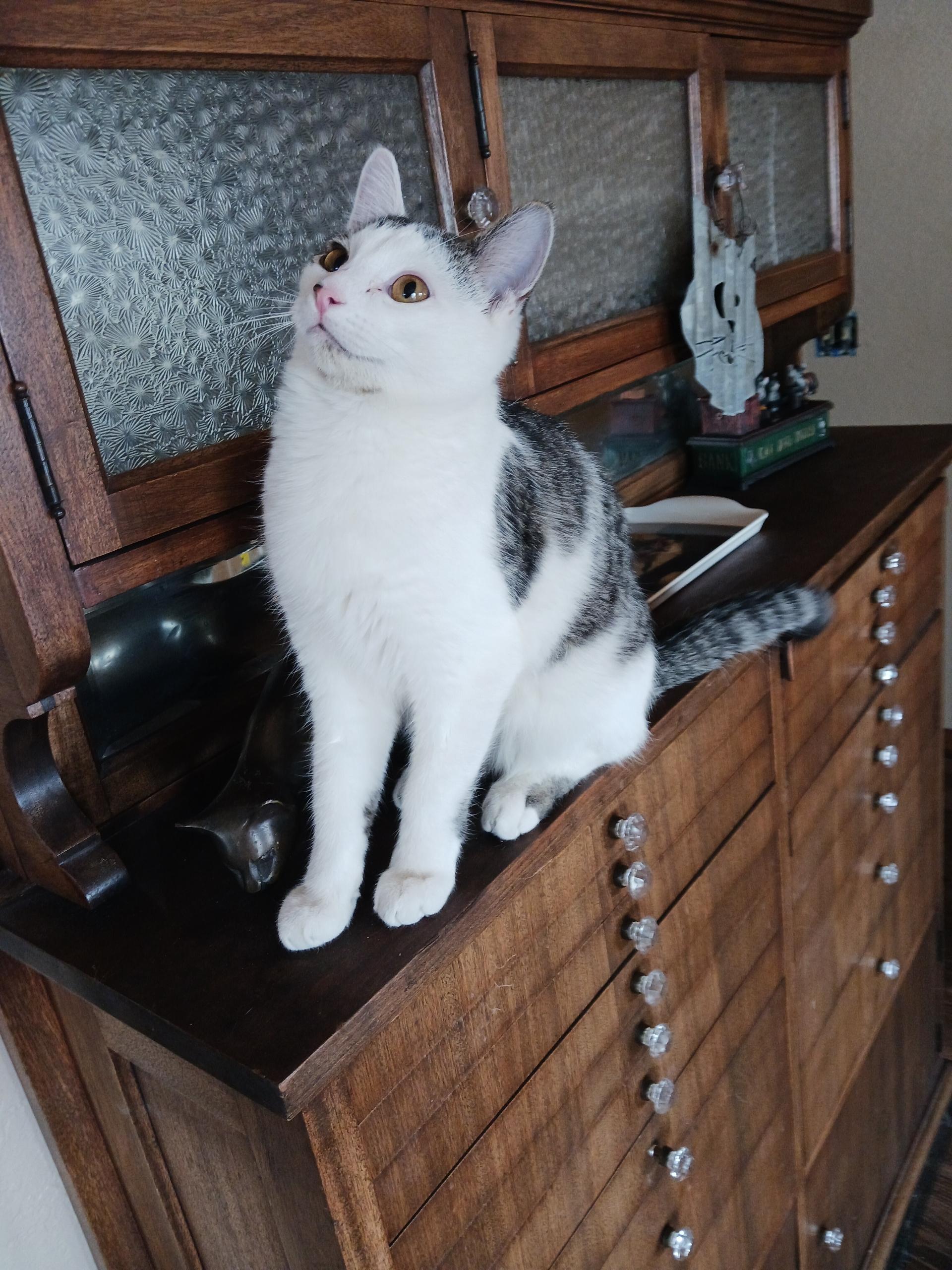 Enlarge Buki, a ADOPTABLE Domestic Short Hair in Sonoita, AZ image 2/3