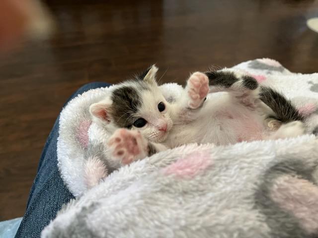 Enlarge Buki, a ADOPTABLE Domestic Short Hair in Sonoita, AZ image 3/3
