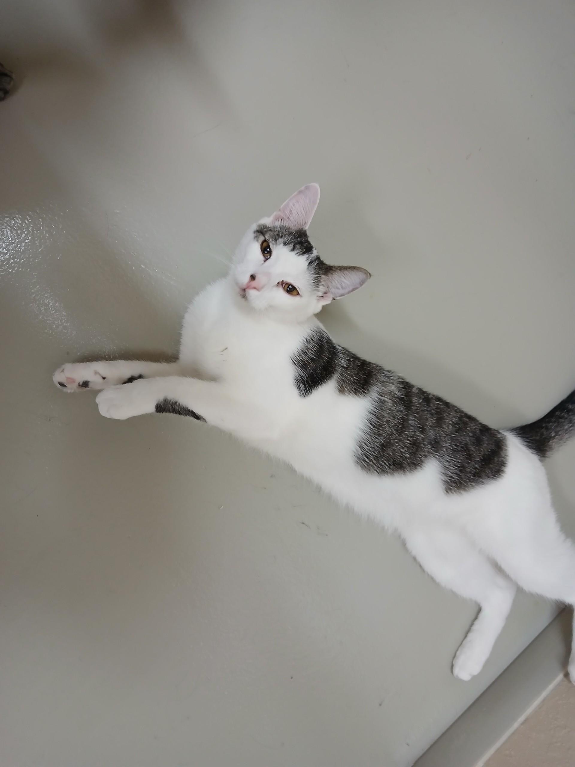 Buki, ADOPTABLE, Adult Male Domestic Short Hair.