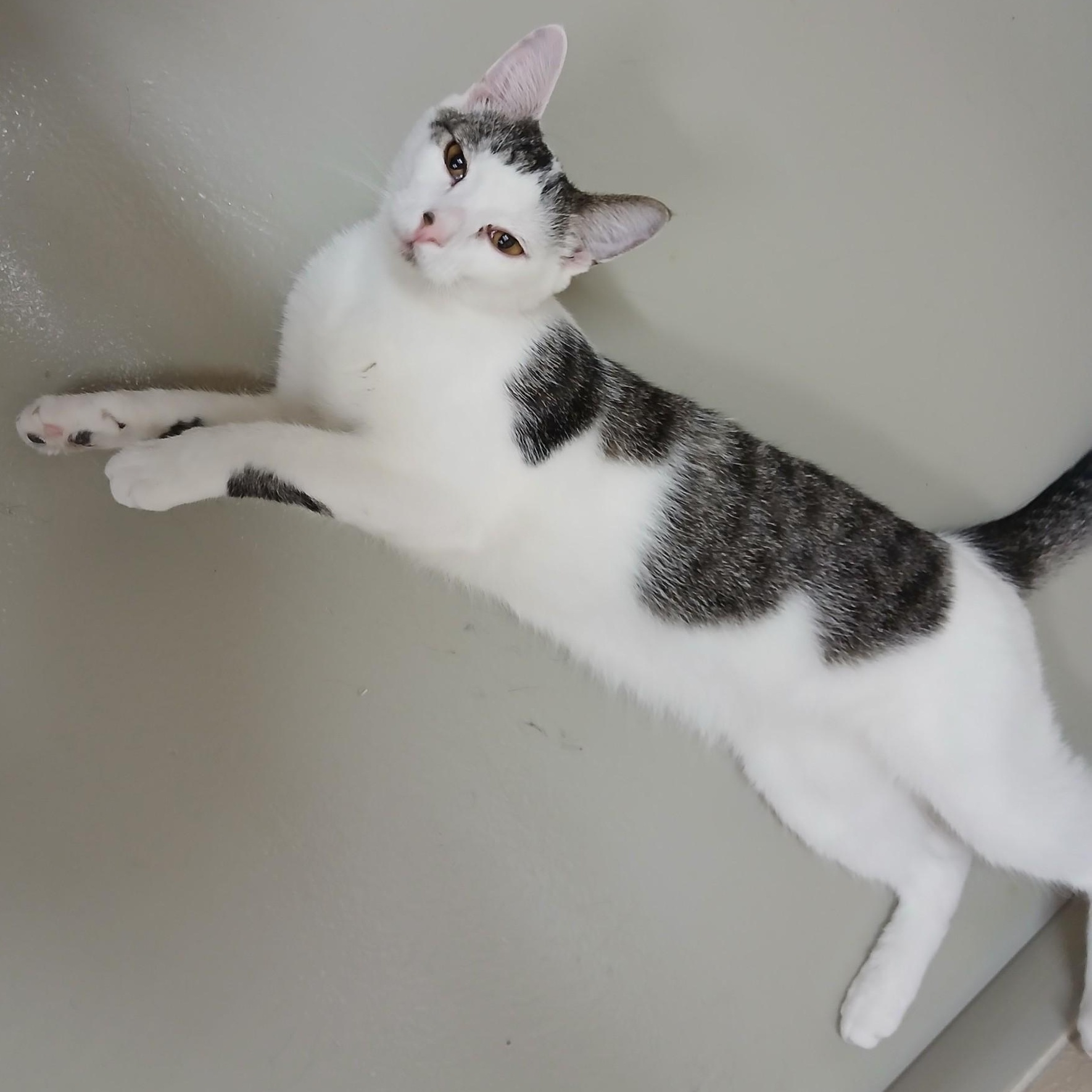Enlarge Buki, a Adoptable Domestic Short Hair in Sonoita, AZ image 1/4