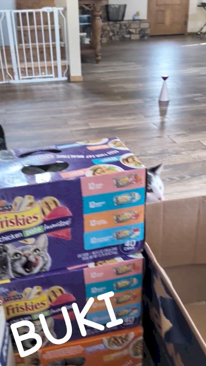 Enlarge Buki, a Adoptable Domestic Short Hair in Sonoita, AZ video 2/4