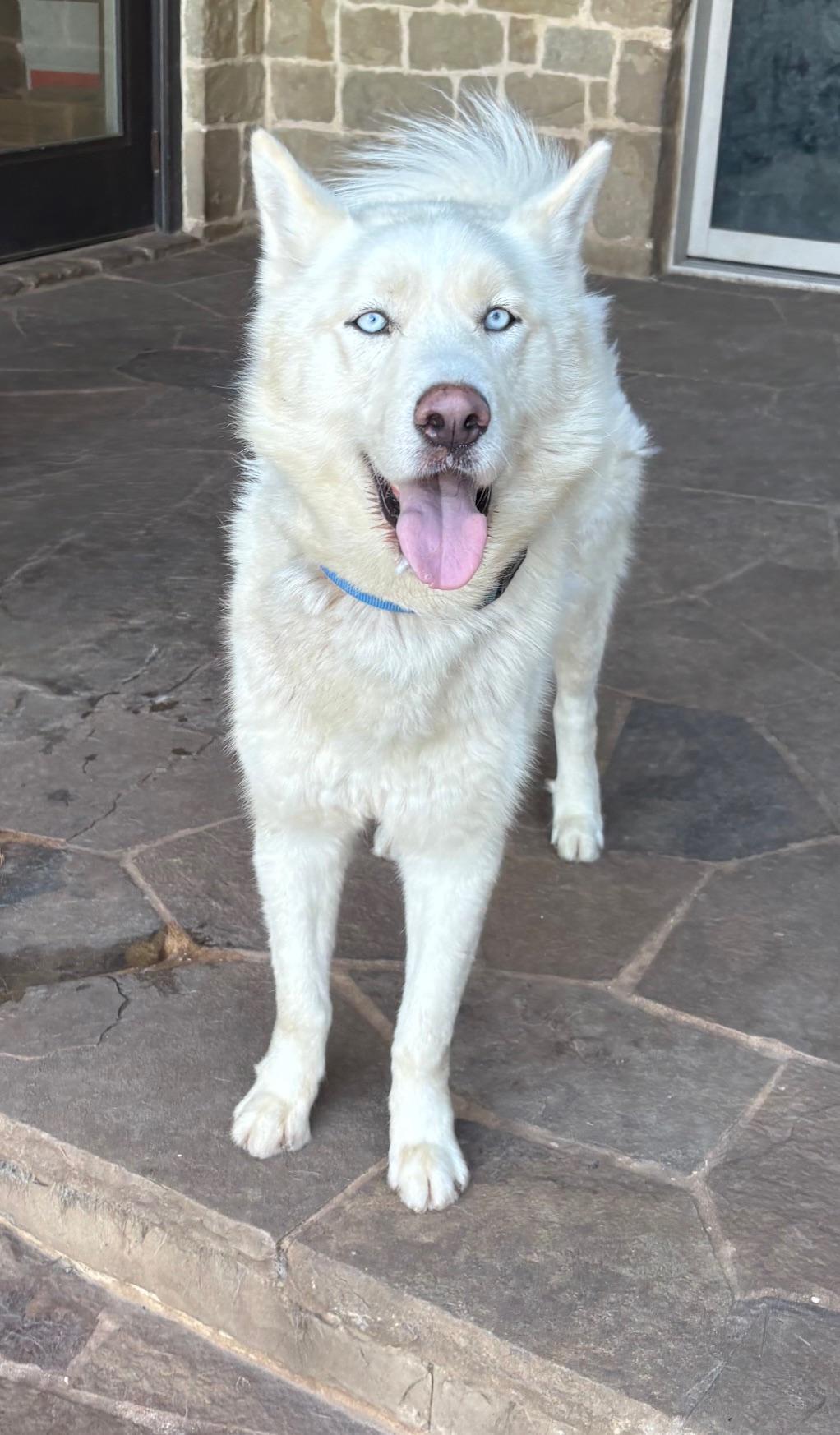 JAYLYN, a Adopted Siberian Husky in Rocky Point, NY image 4/5