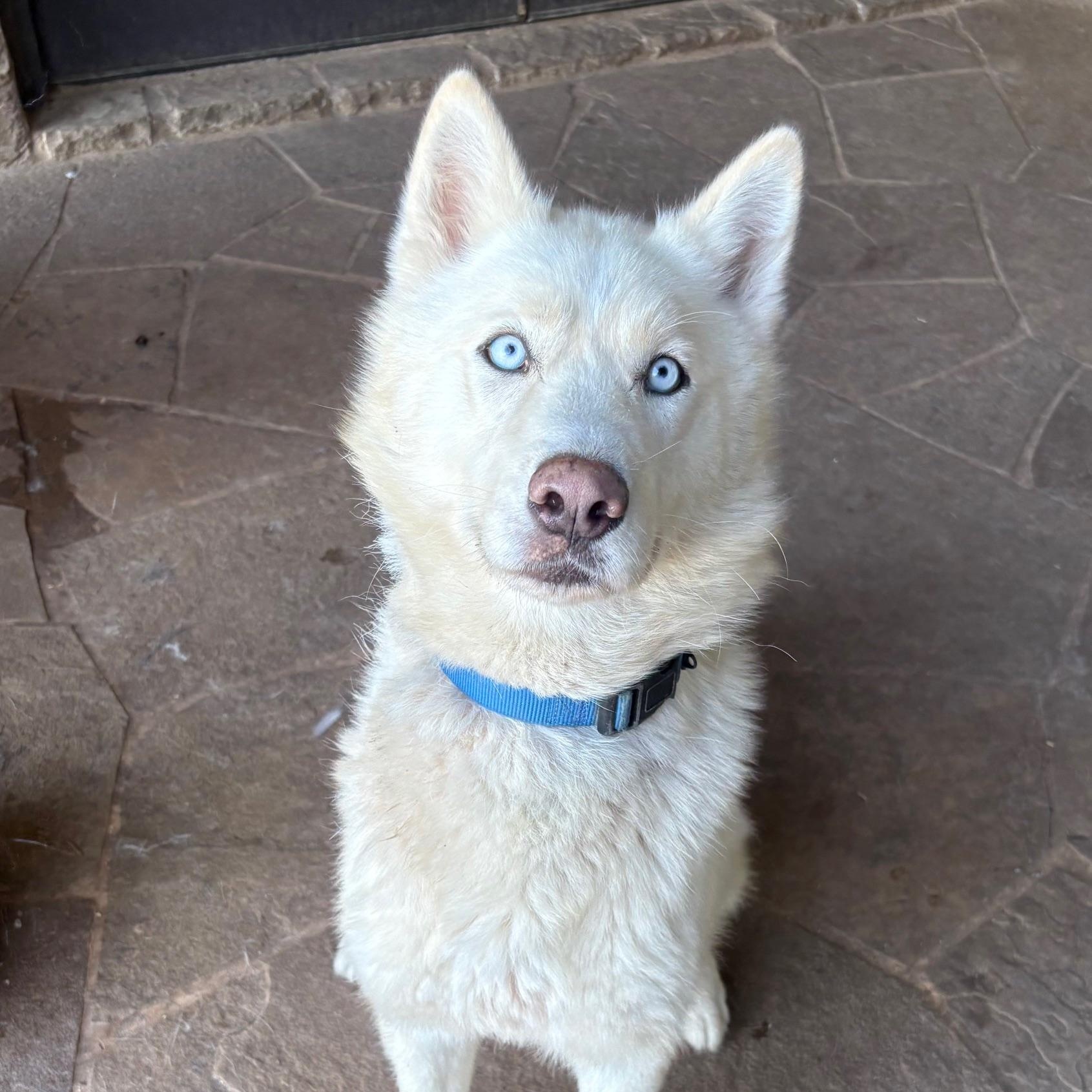 JAYLYN, a Adopted Siberian Husky in Rocky Point, NY image 2/5