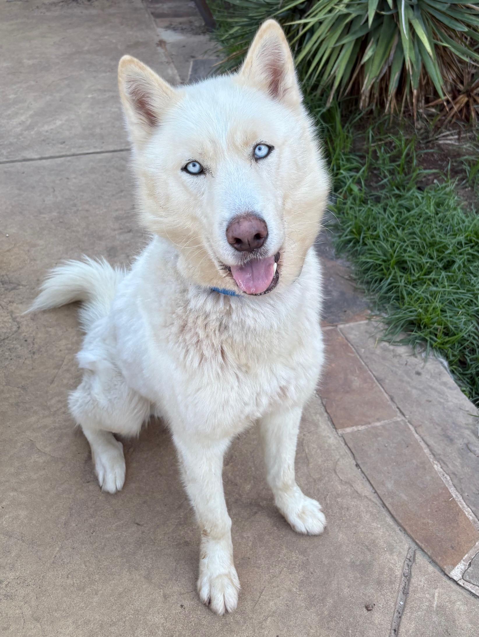 JAYLYN, a Adopted Siberian Husky in Rocky Point, NY image 5/5